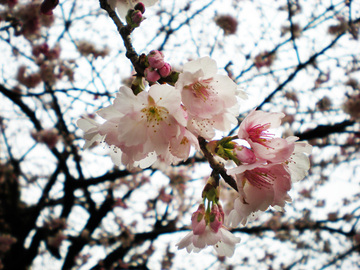 上野公園の桜 タカハシさん