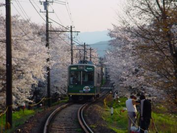 京福電鉄　北野線　桜のトンネル