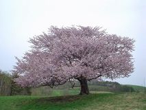 田代の一本桜