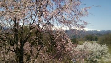 立屋の桜と中央アルプス スカイラインS54Bさん