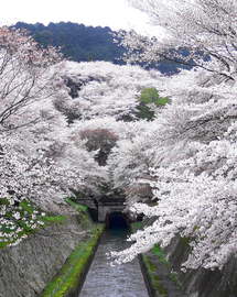 三井寺付近の琵琶湖疏水の桜 ツカテイさん