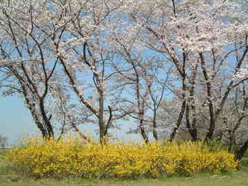 桜草公園