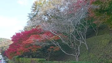 四季桜公園