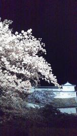 夜桜 姫の湯さん