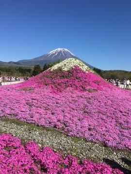 多くの人で賑わう富士と芝桜スポット yukiyaさん
