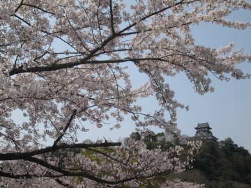 桜と犬山城 popさん
