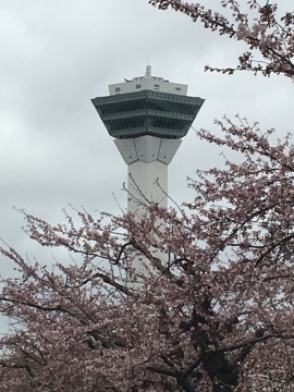 五稜郭タワーと桜 トンパパさん