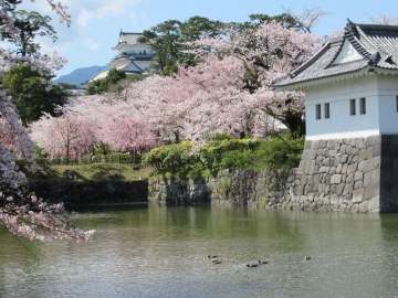 小田原城の桜　今年もきれいに咲きました あきクマさん
