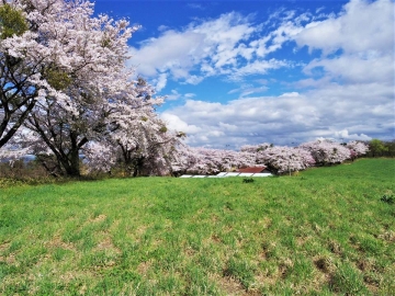 百周年記念桜並木