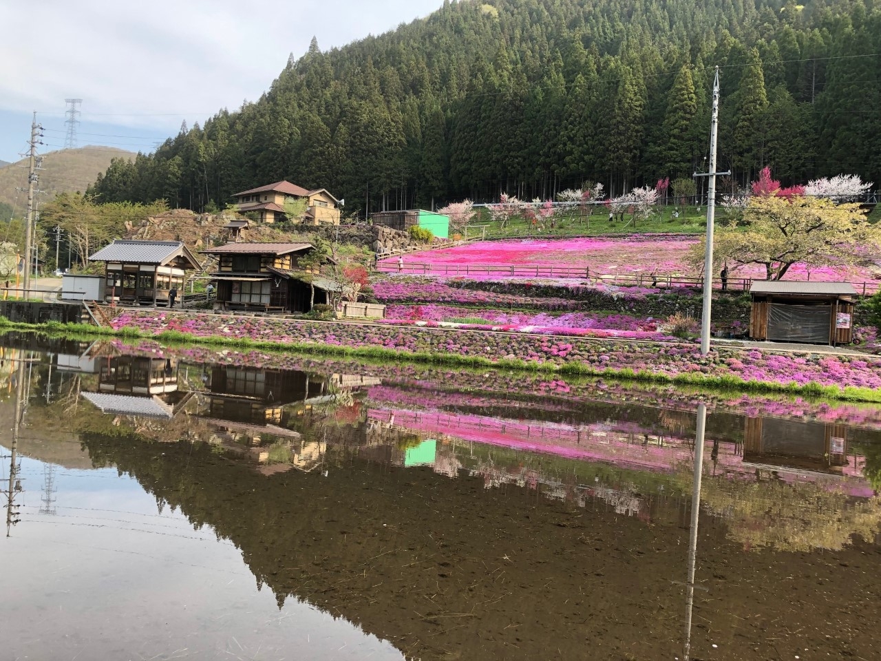 國田家の芝桜 くにたけのしばざくら 岐阜県 の口コミ アクセス情報 地図 日産ドライブナビ