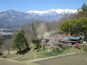 茅葺と桜とアルプス hamutaさん