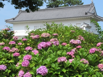小田原城以外に菖蒲やあじさいの花も楽しめます あきクマさん