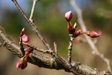 湖畔で一番早く咲く寒桜。 木ノピオさん