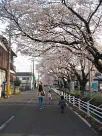 新川の桜並木