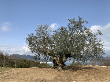 樹齢千年のオリーブ大樹