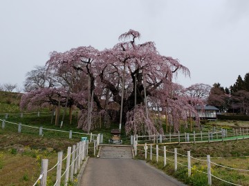 コロナのせいで奇跡的に誰もいない滝桜が撮れてしまいました☆ だっこちゃんさん