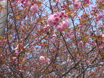 プールの前には八重桜が！ まゆげいぬさん