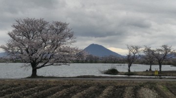 平湖と近江富士三上山と桜。 DJTPさん