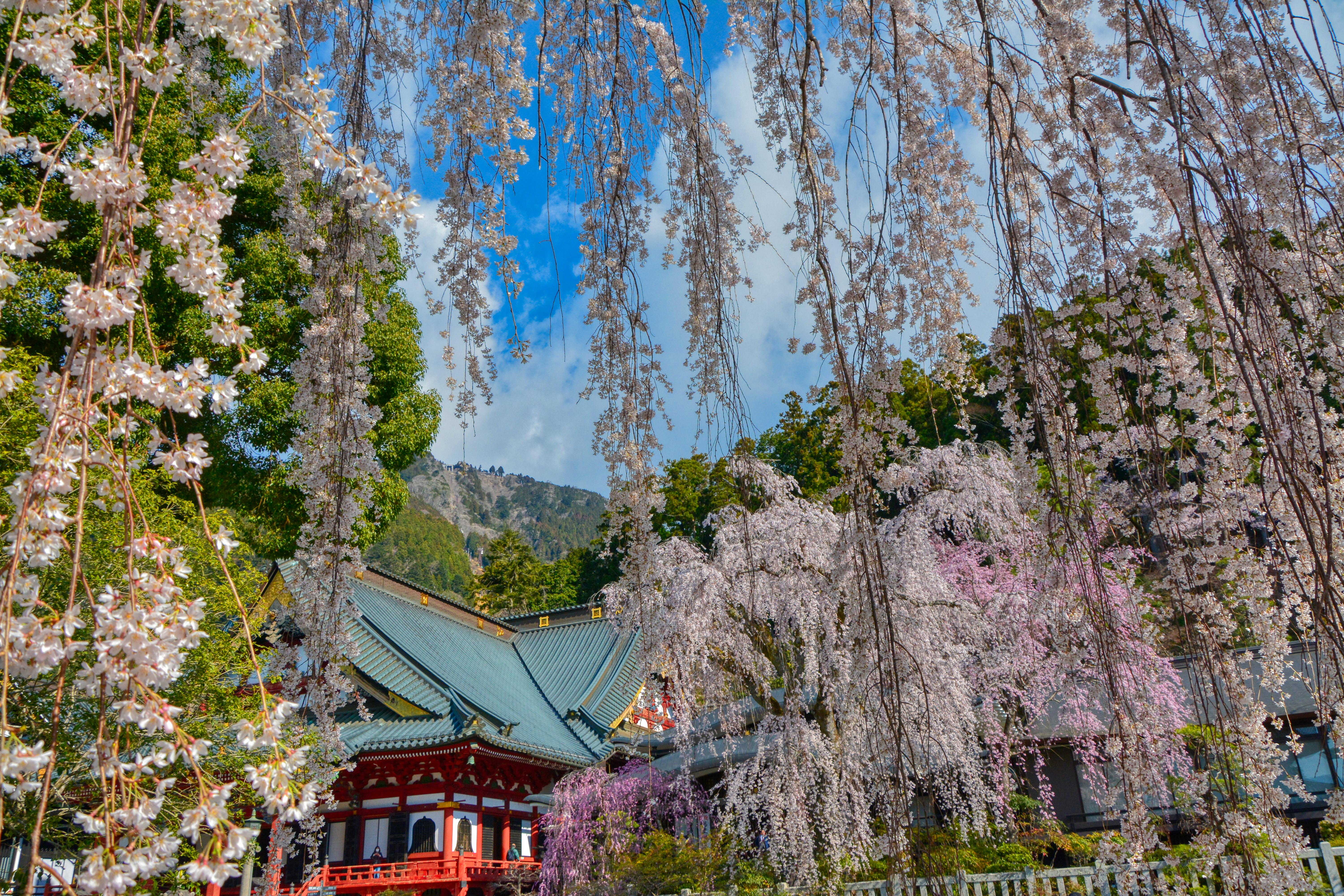 しだれ桜の間から見えるしだれ桜