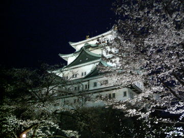 幻想的な夜桜と名古屋城です！ コガミヤタさん