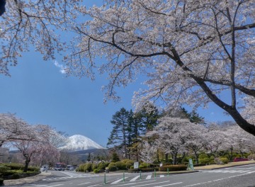 富士霊園桜と富士山 ななちゃんさん