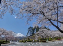富士霊園桜と富士山