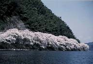 海津大崎の桜は圧巻でした 勝彦パパさん