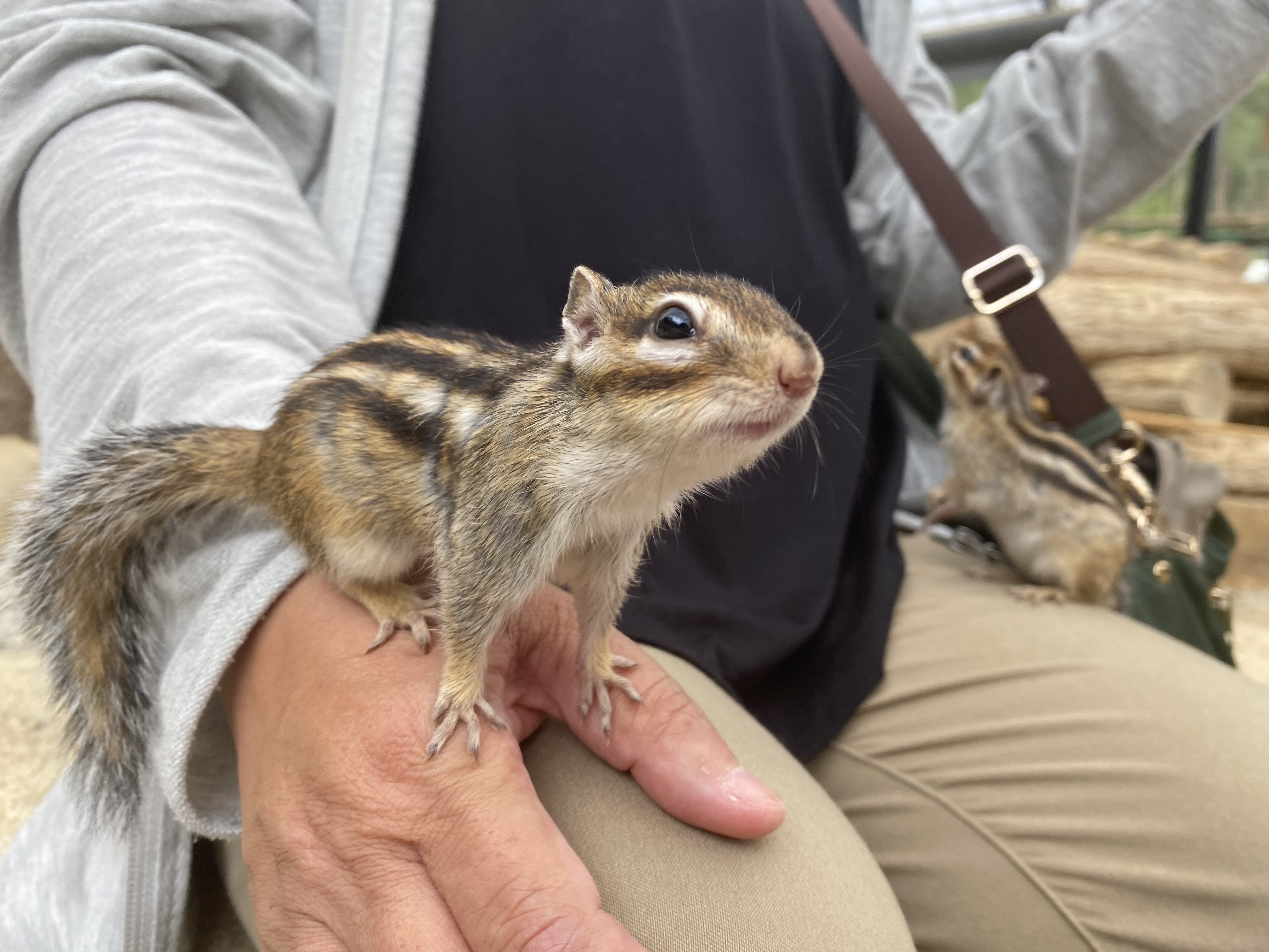 リスの森・飛騨山野草自然庭園