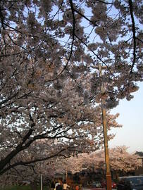 桜並木が圧巻！ suiyoさん