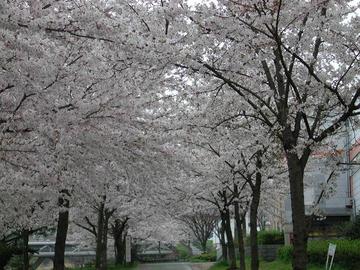 大阪造幣局のミニチュア版桜並木です 花追い爺やさん