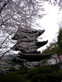 三井寺の三重塔と桜 ツカテイさん
