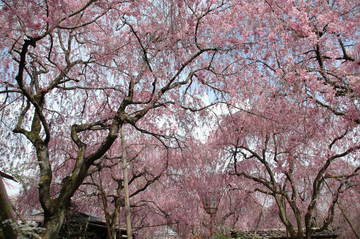 紅しだれ桜の大木オンパレードに圧倒されます。 にのじさん