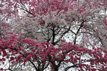 紅しだれ桜の大木オンパレードに圧倒されます。 にのじさん