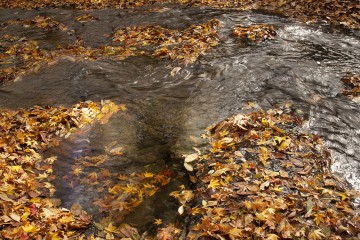 川底の落葉がキレイです。 マゼさん