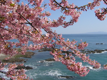 海と河津桜 おぶこぶたろさん