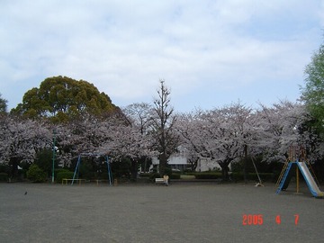 桜がきれい ふじっぺさん