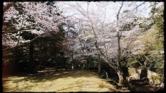 紅葉谷の桜