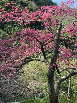 八重岳桜の森公園 ミッションさん