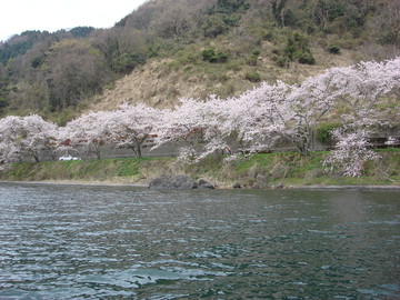 船から見た桜並木 ﾏﾗｲｱ53さん