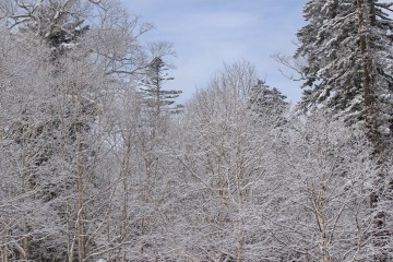 冬の林が綺麗でした karimasaさん