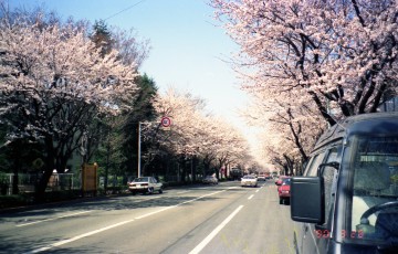 両側の桜に囲まれて 88camaroさん