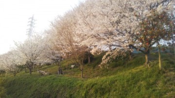 桜景色 Rabbitさん