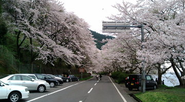 桜のトンネルです ゆうきさん
