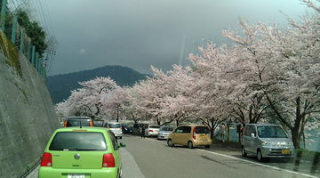 湖岸にも桜がずっと並んでます。 ゆうきさん