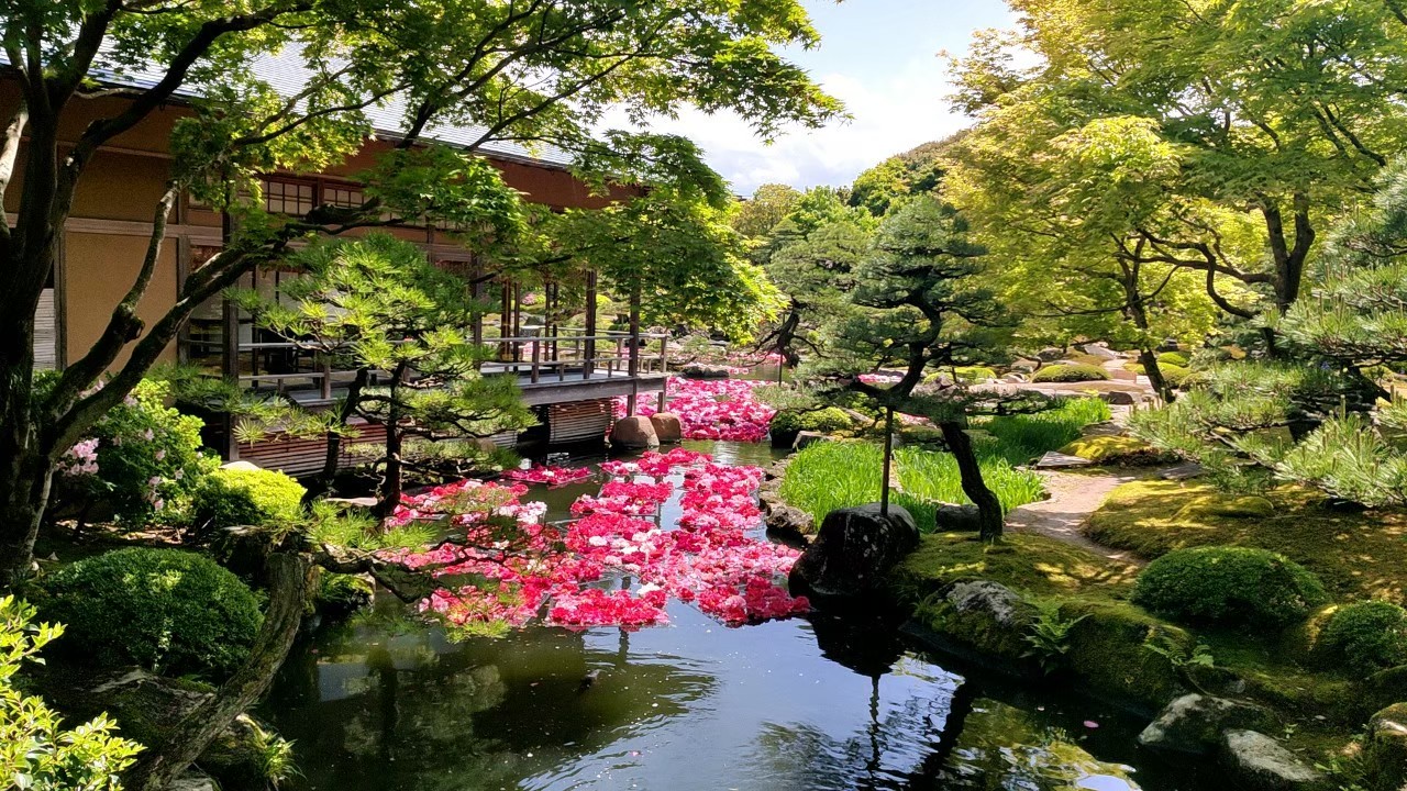 大根島 牡丹