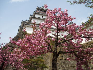 八重桜と鶴ヶ城 Ｊさん