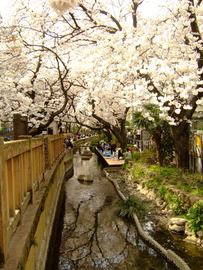 川崎の名所です 桜大好きさん