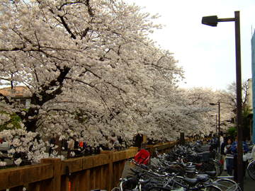 とても綺麗です 桜大好きさん