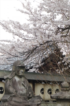枝垂れ桜が美しい シャアさん