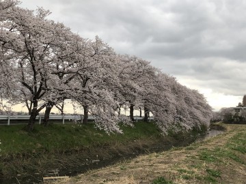 満開の桜！お勧めのデートコース！ タカさん